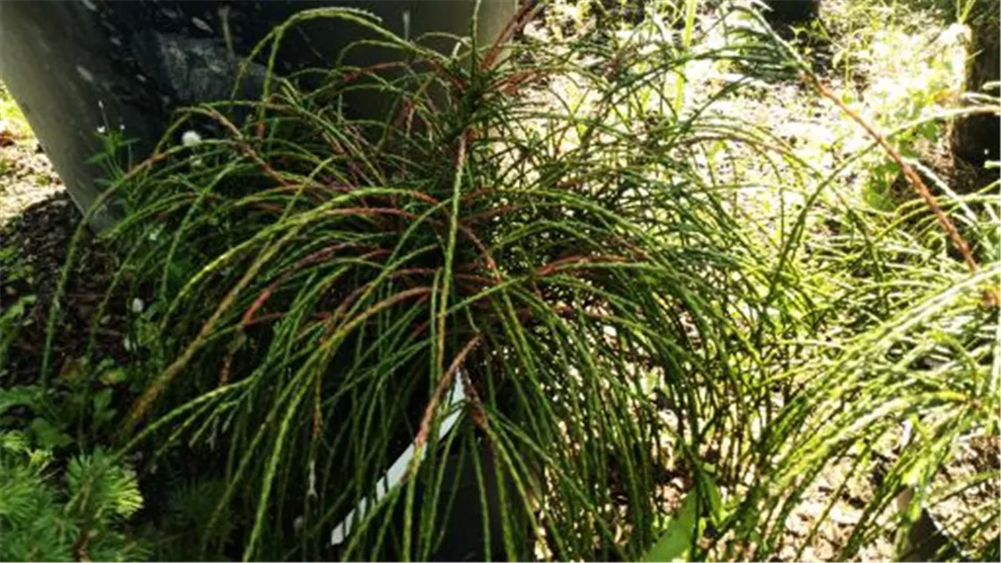 zimmerpflanze mit a Philodendron scandens – schnell wachsender Zimmerpflanze mit herzförmi –  Secret Garden Plant Shop