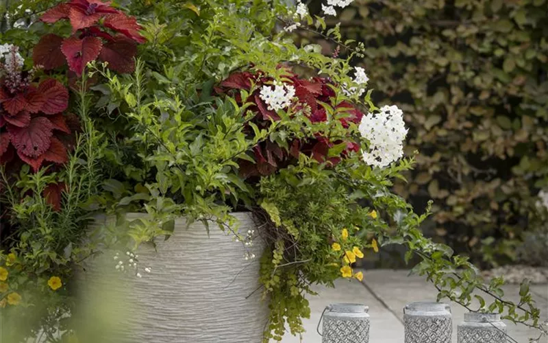 Kübel winterfest machen Kübel winterfest machen