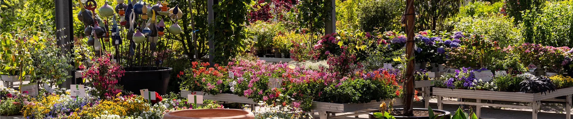 Sommerblumen von Giesebrecht