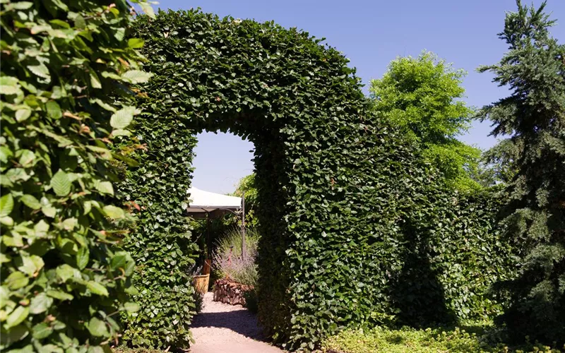 Sie sind bewegend! Wege, die durch den Garten führen.