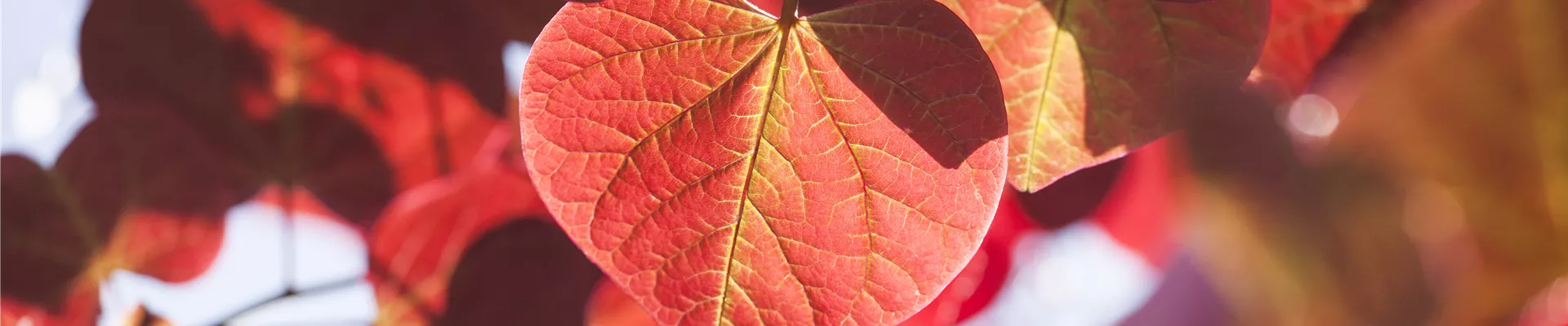 Cercis canadensis 'Forest Pansy'