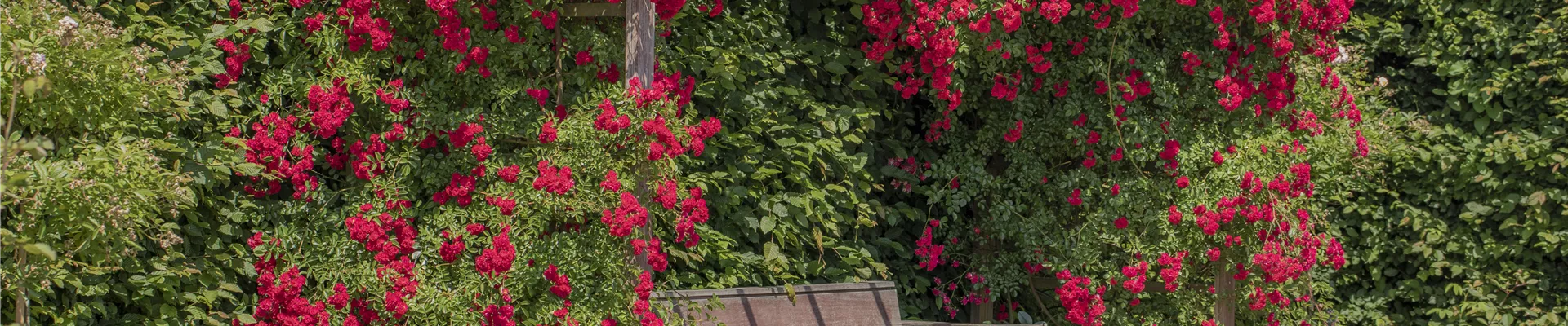 Kletterrose, rot