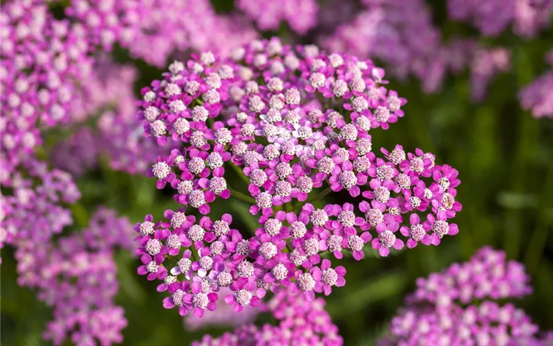 Sommerblumen