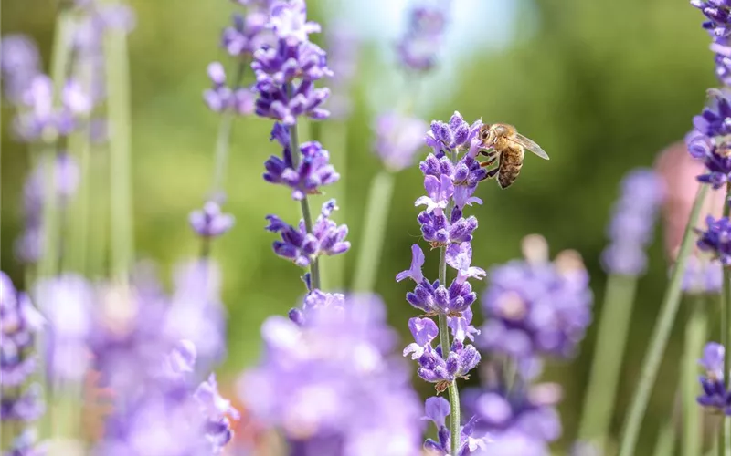Wellness für die Nase: Düfte für Beet und Beauty Wellness für die Nase: Düfte für Beet und Beauty