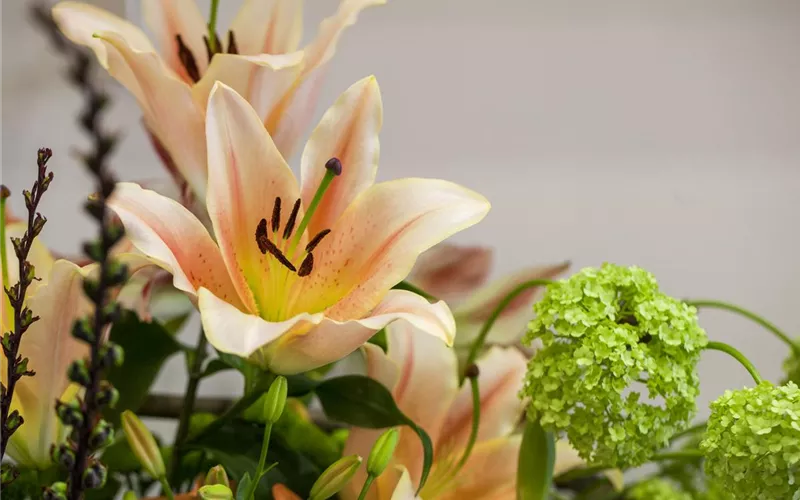 Zur richtigen Zeit am richtigen Ort - Lilien pflanzen