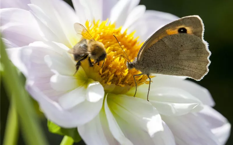 Ein Insektenhotel im Garten - Urlaub für kleine Nützlinge.