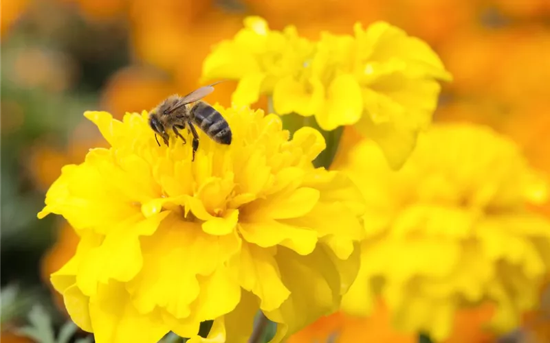 Frühblüher – das Frühlingsbuffet für Biene und Co.