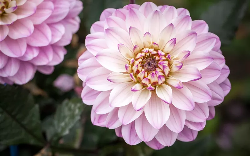 Dahlien – Blütenzauber im Sommer