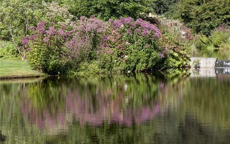 Natürliche Algenbekämpfung im Teich