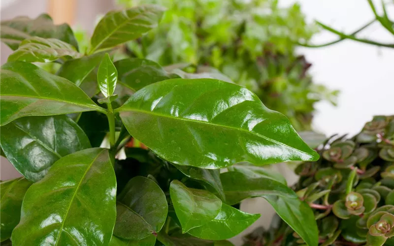 Eigener Kaffee aus dem Garten – das ist möglich