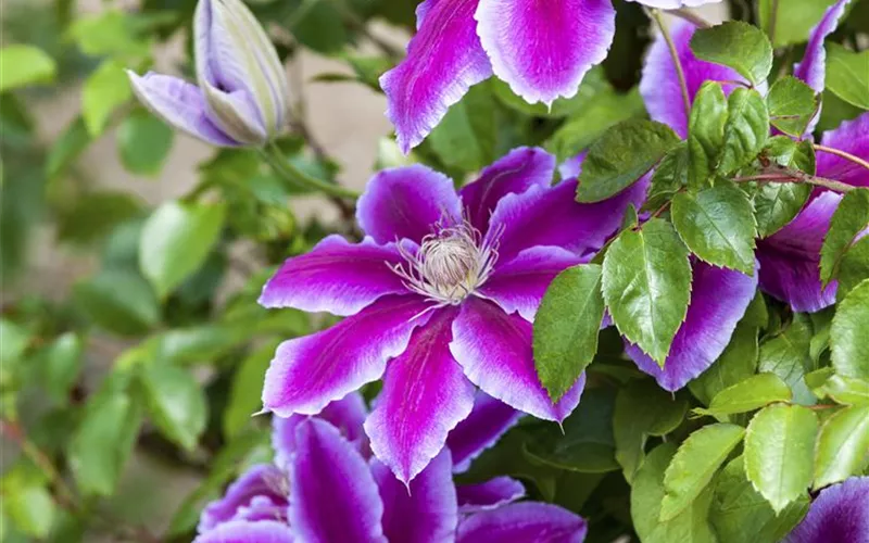 Farbe bekennen macht im Garten richtig Spaß!