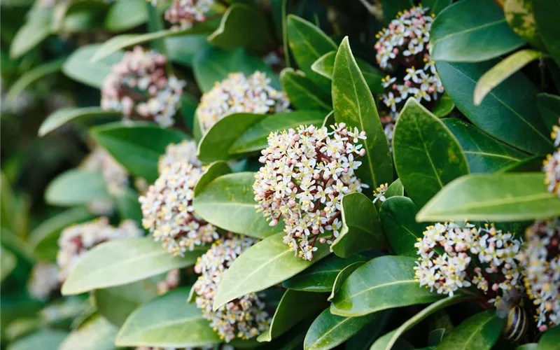 Vom Grünen und Blühen im Schnee Vom Grünen und Blühen im Schnee