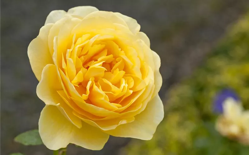 Die Duftrose – Eine Bereicherung für den Garten Die Duftrose – Eine Bereicherung für den Garten