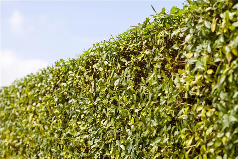 photinia fraseri louise Jetzt Glanzmispel 'Louise' ® online kaufen bei Bohlken Pflanzenversand –  Bohlken Pflanzenversand GbR