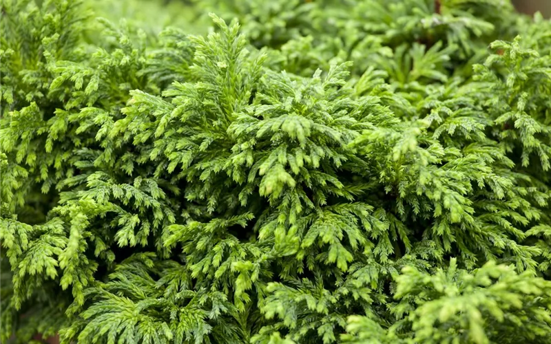 Was bringt der April dem Gärtner an Arbeit?