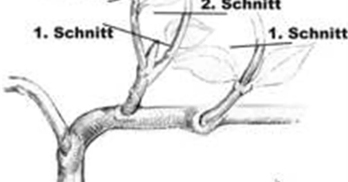 spalier_entspitzen.jpg