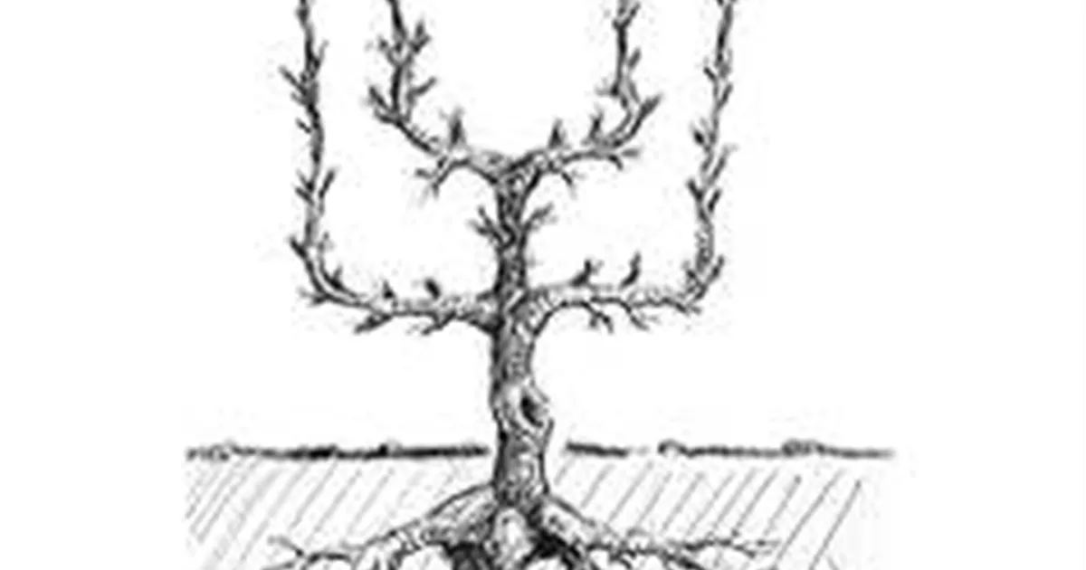verrierpalmette.jpg