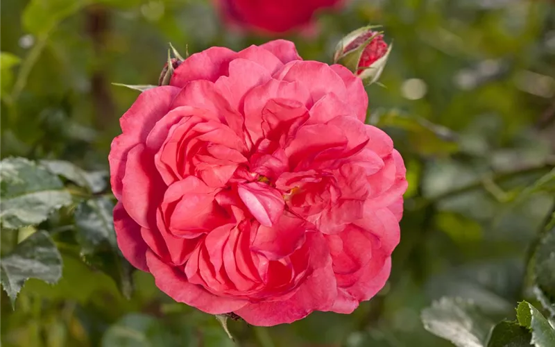 Die Duftrose – Eine Bereicherung für den Garten Die Duftrose – Eine Bereicherung für den Garten