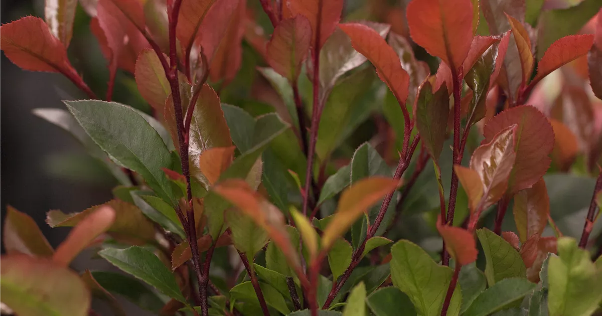 Photinia Fraseri ''Carr Rouge'' - Giesebrecht KG