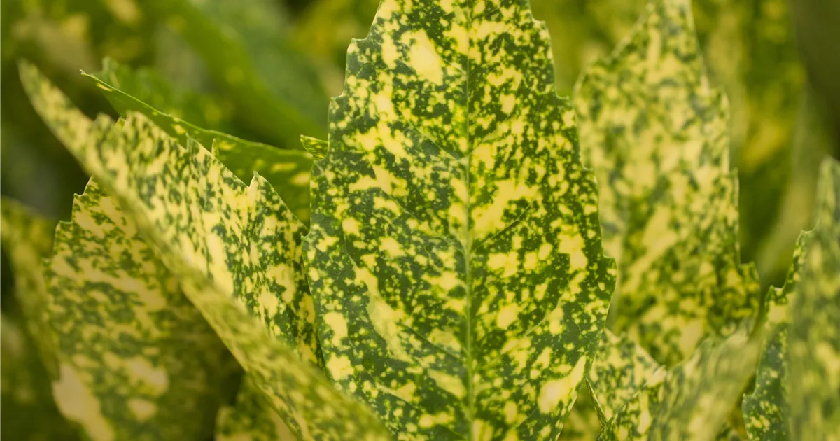 Aucuba japonica 'Variegata', Aukube - Giesebrecht KG