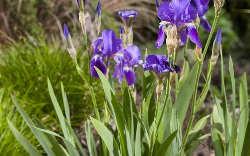 Iris - die Pflanze mit den vielen Gesichtern