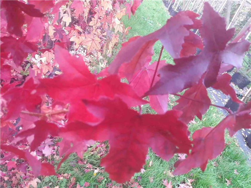 Liquidambar styraciflua 'Gumball', Kugel- Amberbaum 'Gumball' - Giesebrecht  KG