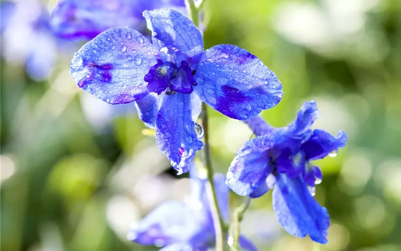 Blumenbeete in Blau und Violett