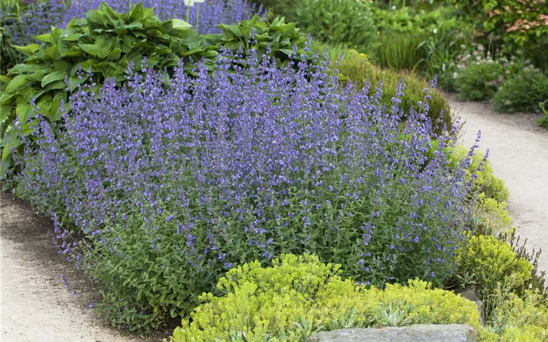 Gartenbesitzer und Katze – wie beide glücklich werden