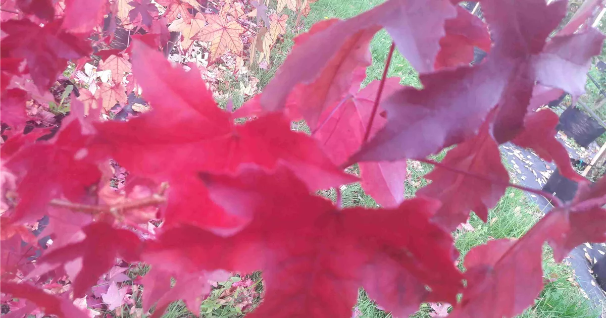Liquidambar styraciflua 'Worplesdon', Amberbaum Giesebrecht KG