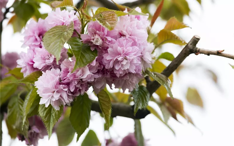 Die Zierkirsche – eine Schönheit ohne Starallüren 