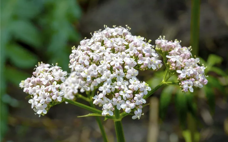 Gartenbesitzer und Katze – wie beide glücklich werden