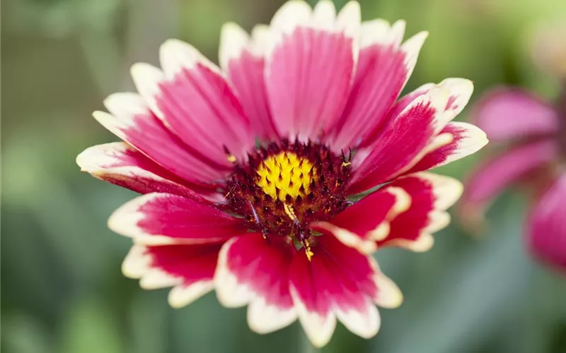 Das Blumenbeet – ein Hingucker in Rot und Rosa
