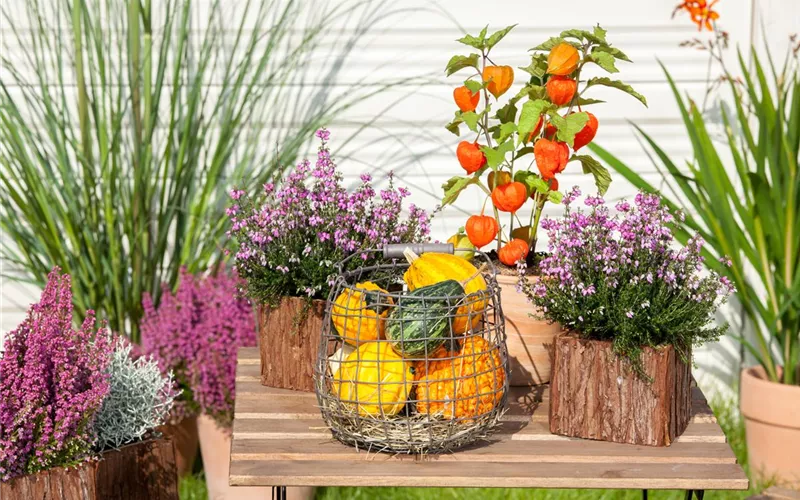 Mit der Lampionblume den Garten festlich schmücken Mit der Lampionblume den Garten festlich schmücken