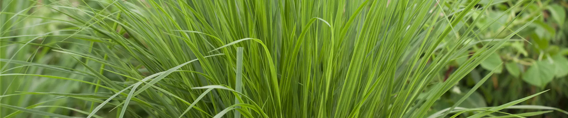 Panicum virgatum 'Northwind'