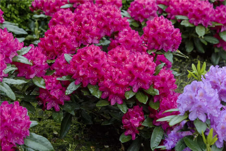 Rhododendron Hybr.'Nova Zembla' II, Rhododendron-Hybride 'Nova Zembla' -  Giesebrecht KG