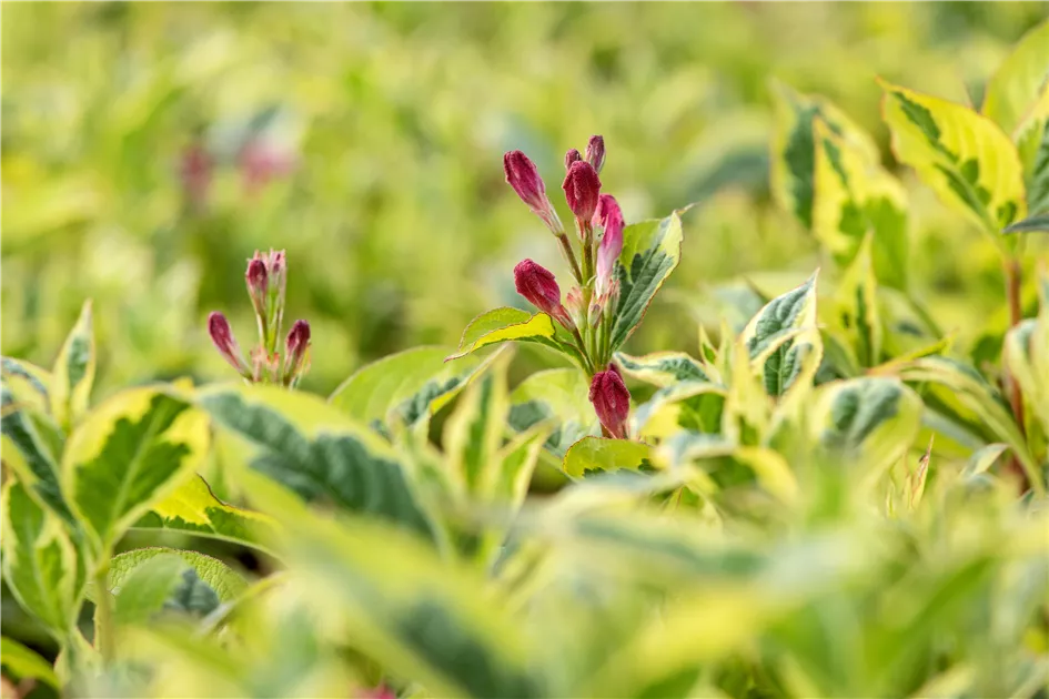 Weigela florida 'Nana Variegata', Weigelie - Giesebrecht KG