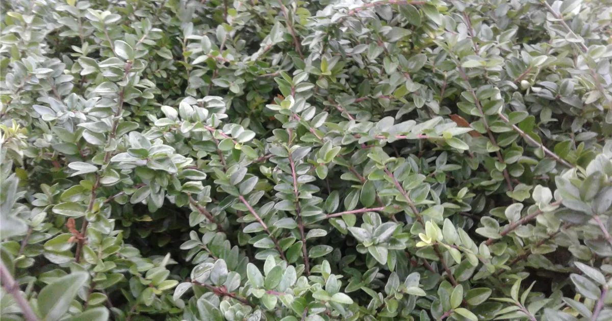 Lonicera nitida 'Maigrn', Heckenmyrte - Giesebrecht KG