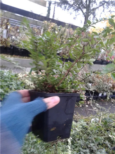 Lonicera nitida 'Maigrn', Heckenmyrte - Giesebrecht KG