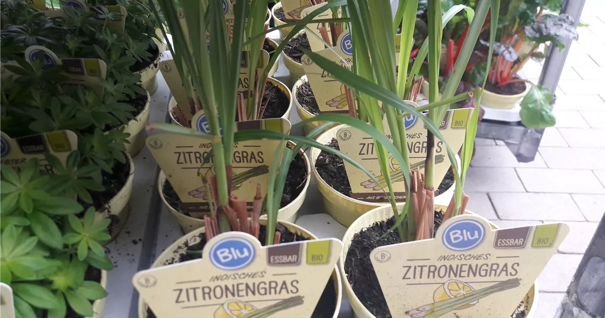 Cymbopogon, Bio-Zitronengras - Giesebrecht KG