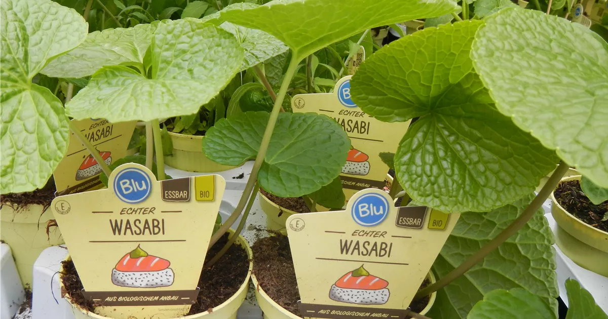 P2002319_1-r88-1200x630-