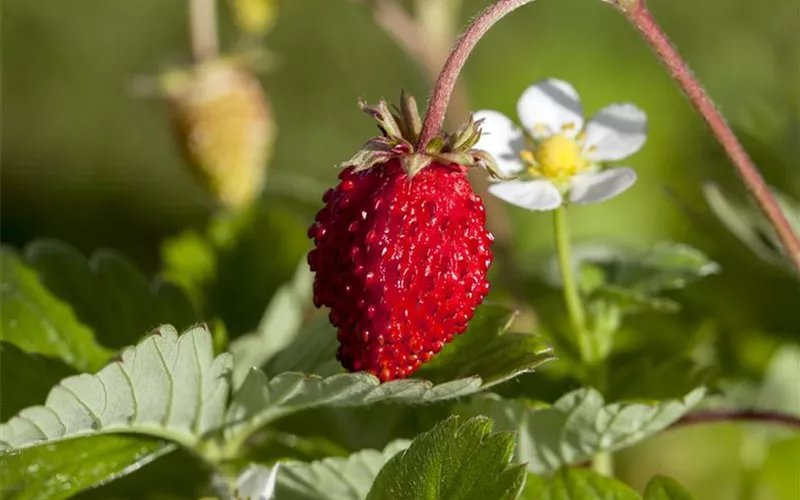 Essbares aus dem Wald