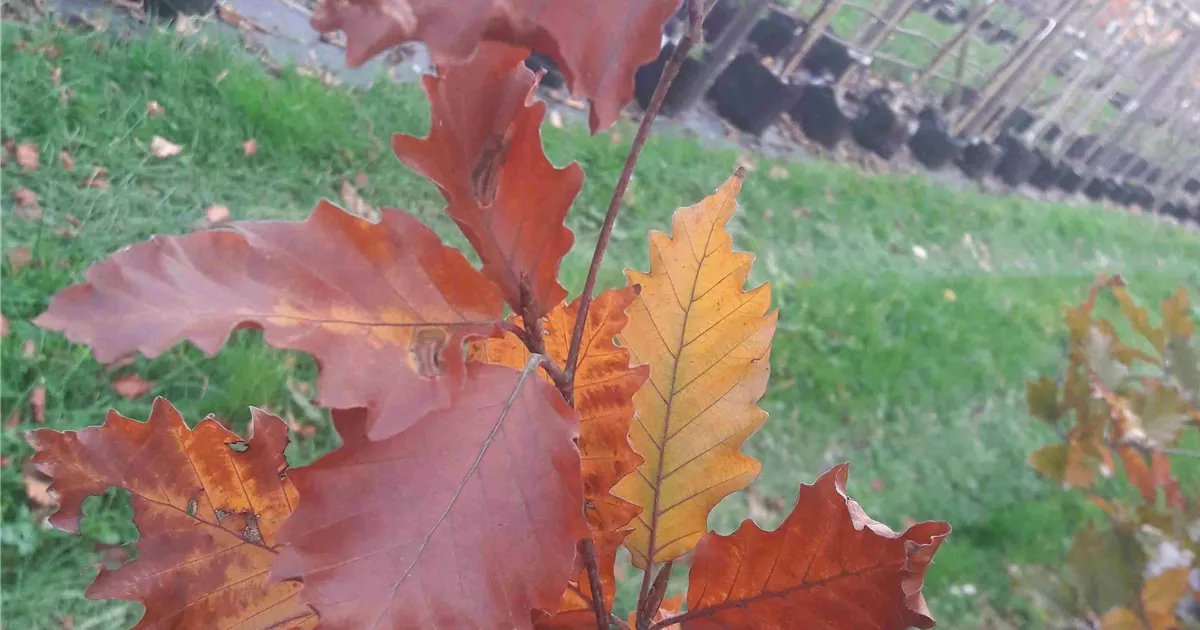 Fagus sylvatica 'Rohan Obelisk', Sulen Rot-Buche - Giesebrecht KG