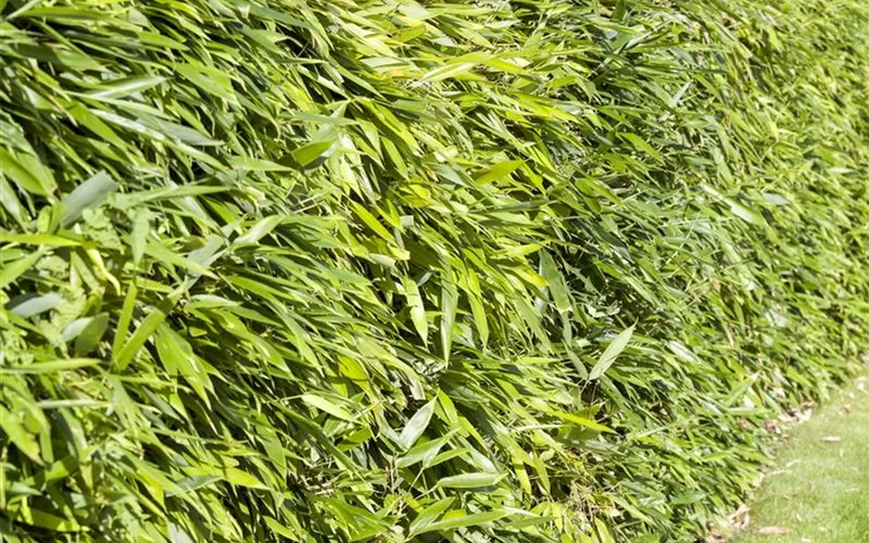 Strukturpflanzen als Architekten im Garten Strukturpflanzen als Architekten im Garten