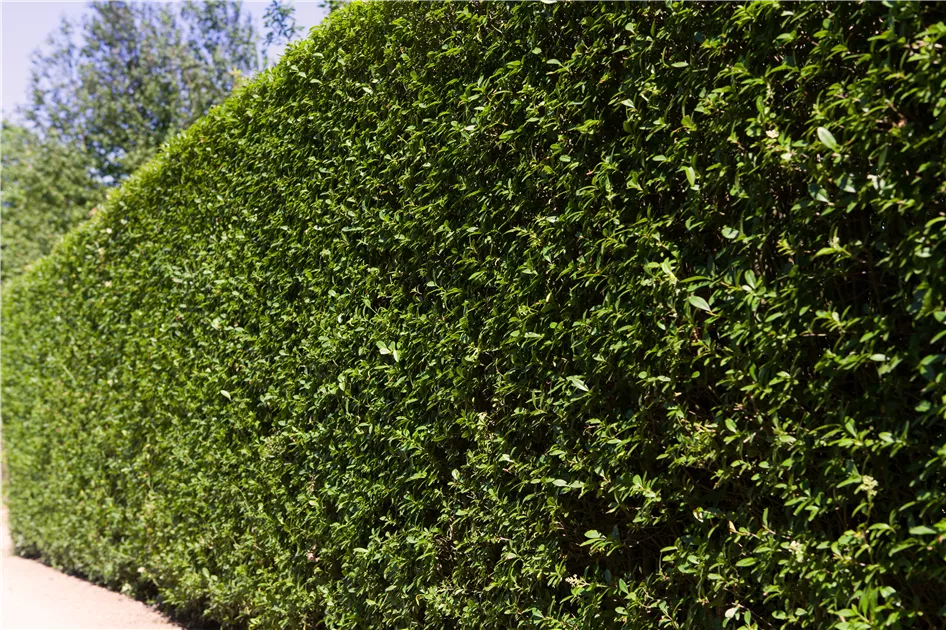 Ligustrum ovalifolium, Wintergrner Liguster - Giesebrecht KG