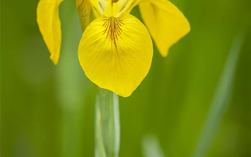 Iris - die Pflanze mit den vielen Gesichtern
