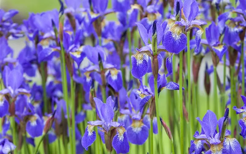 Farbe bekennen macht im Garten richtig Spaß!