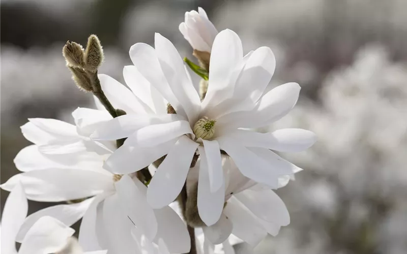 Frühling ist Pflanzzeit – ab in den Garten!