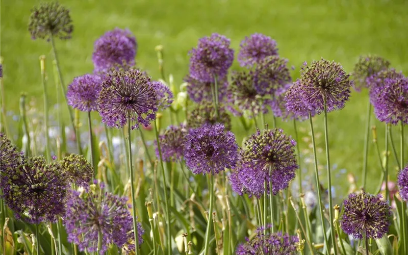 Allium – pflegeleichter Zierlauch als Gartenschmuck