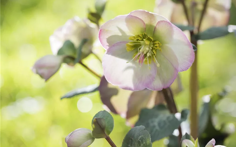 Fleur primeur - zarte Frühlingsgrüße aus dem Blumengarten