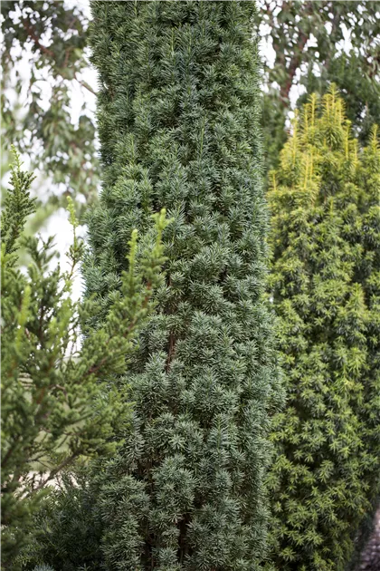 stechpalme buxbol Stechpalme - Ilex aquifolium